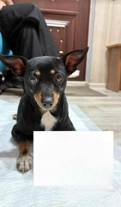 Срочно! Той-терьер ищет дом!