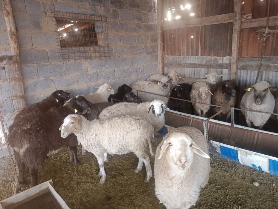 Койлар токтылар сатылады семиз