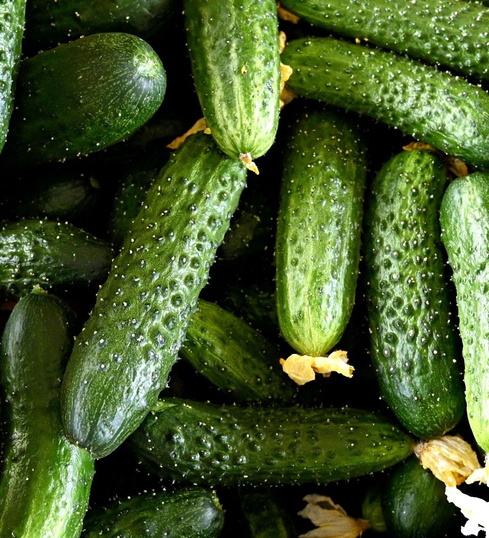 Огурцы. огурец ,