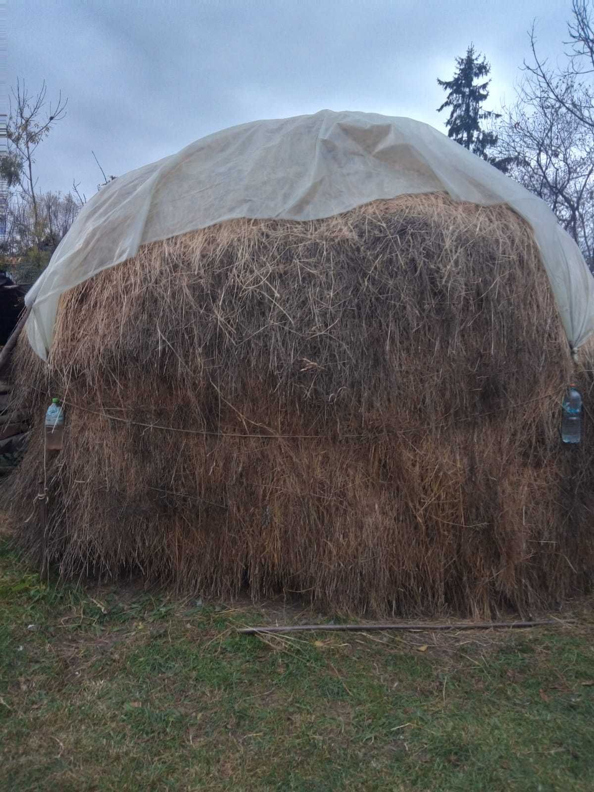 Fân,producție proprie