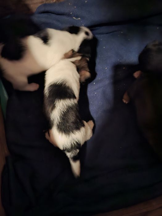 Donez pui de catel