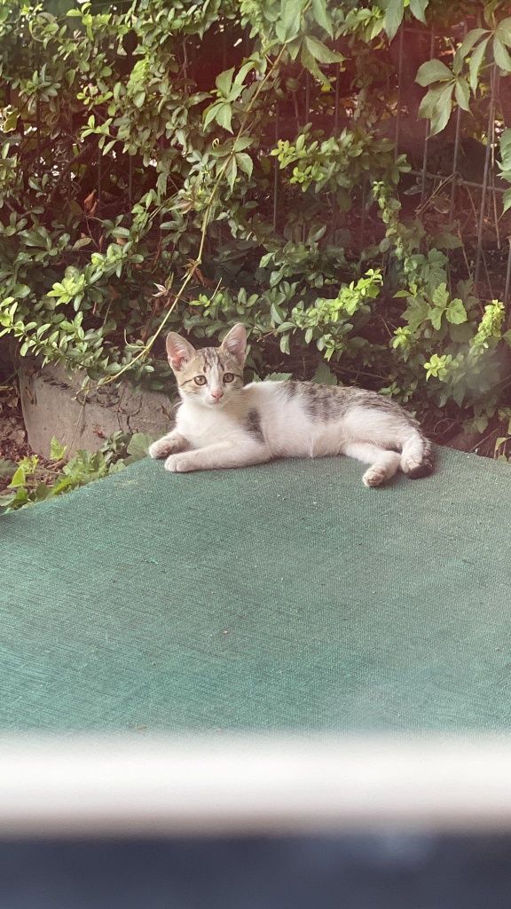 Motănel  spre adoptie