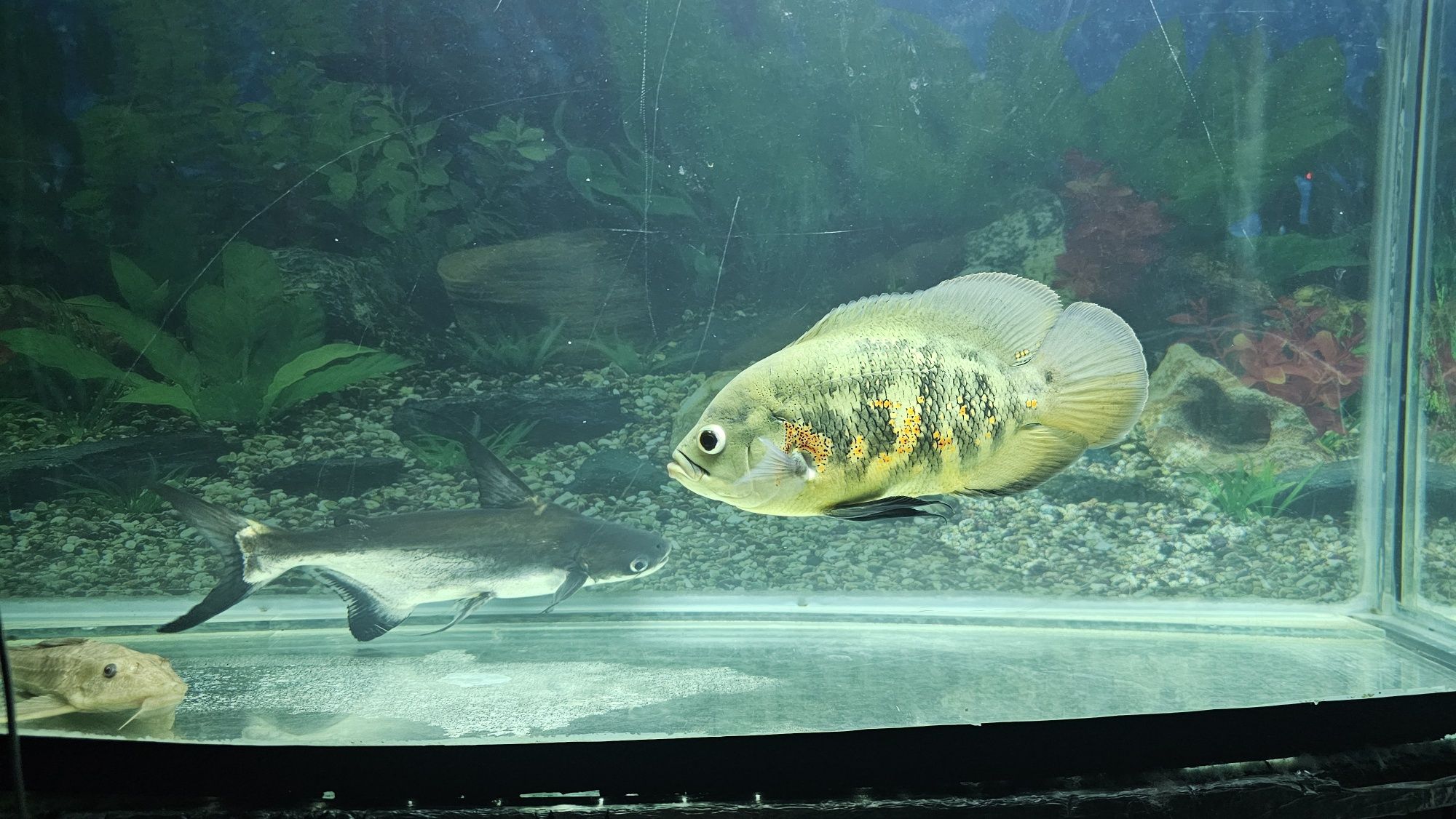 Akvarium baliqlari
