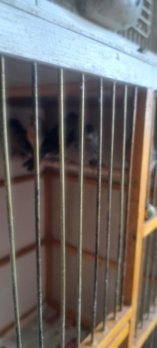 Свободни канари черен червена мозайка и ахат топаз червена мозайка