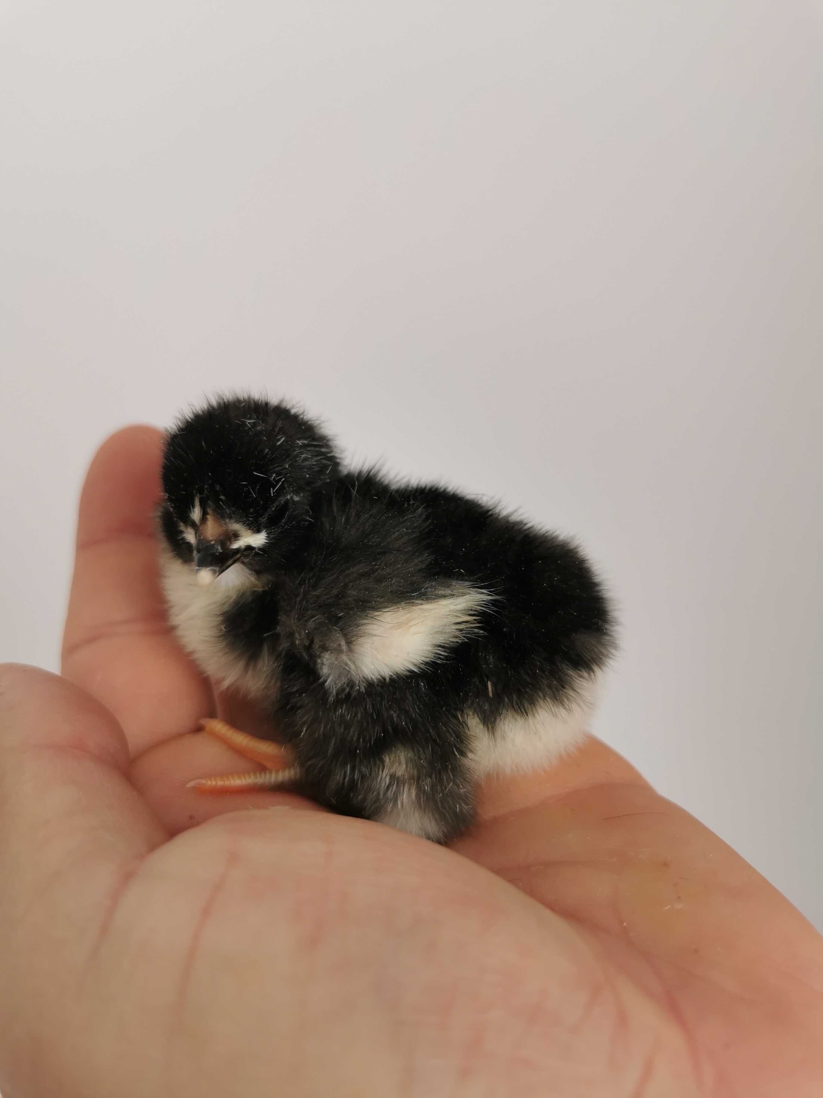 Pui găină, rasa australorp si sussex