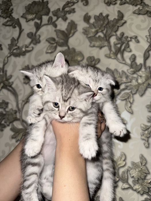 Продам котят мама шотландская веслоуха, отец шиншилла