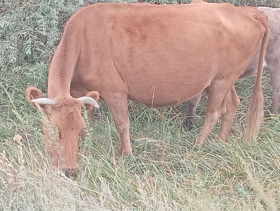 Ірі сиыр сатылады