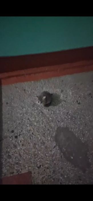 Ищем котёнку дом