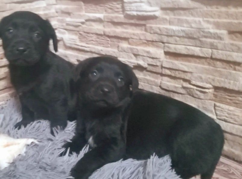 Продам щенков лаблодора 1месяц