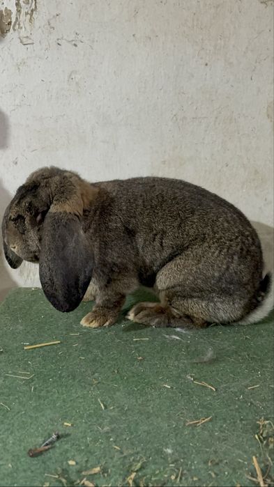 Vand femela de berbec german