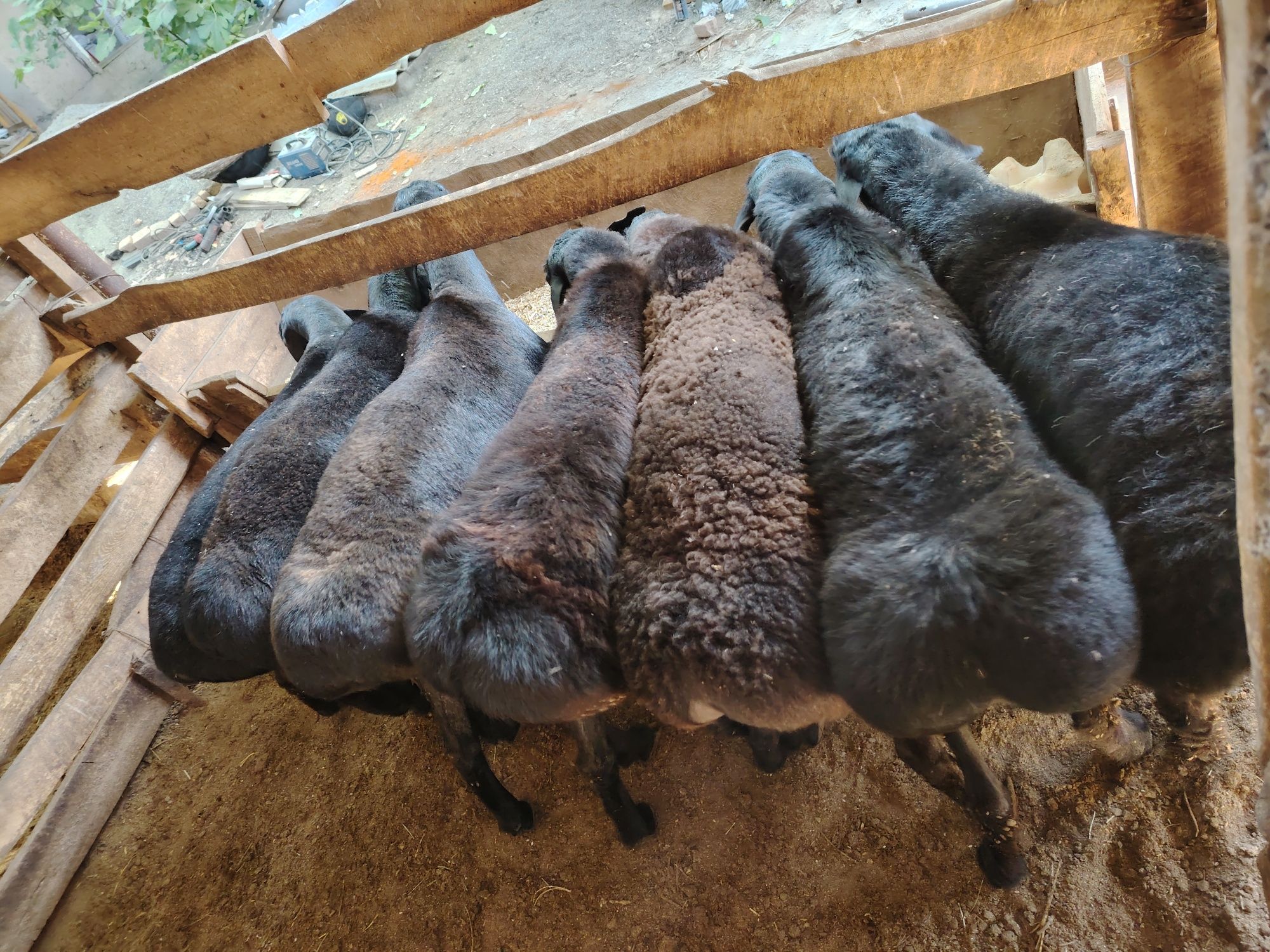 Qo'chqorlar sotiladi