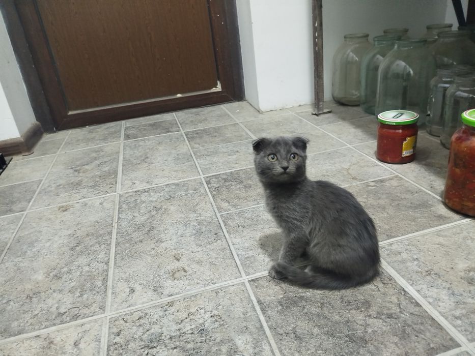 Британская кошка