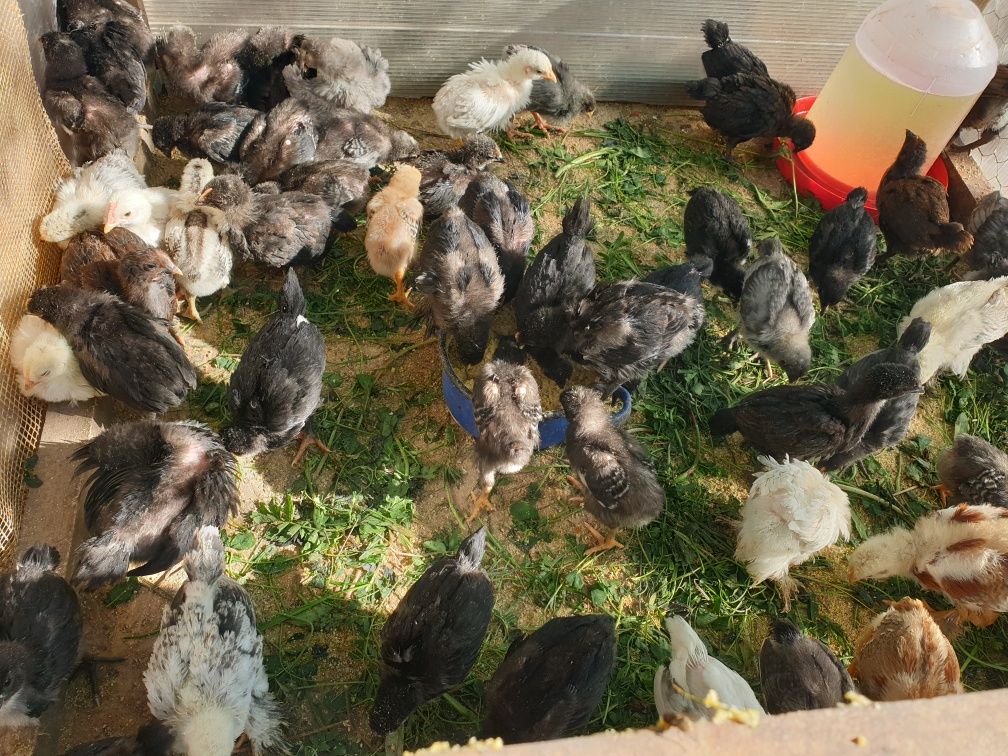 Pui Australorp și alte rase de 6 săptămâni