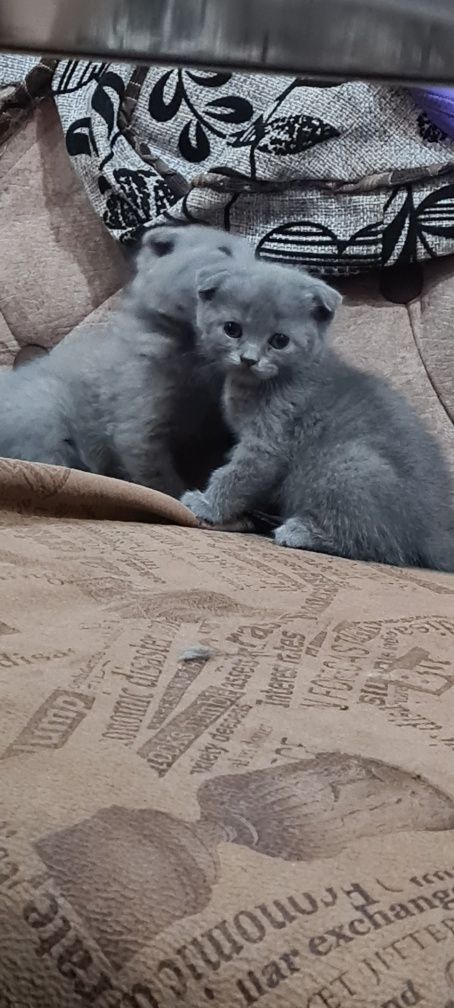 Продаю котят скоттиш фолд
