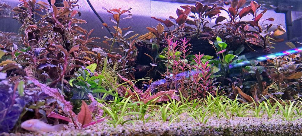 Plante usoare ,easy, pentru acvarii de apa dulce