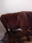 Tauras angus 250 kg