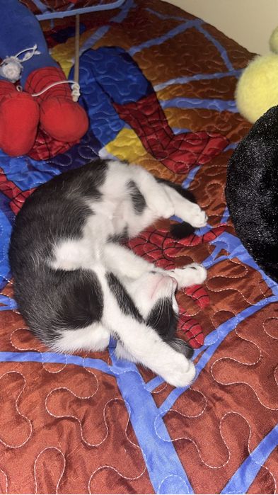 Отдам котенка домашний