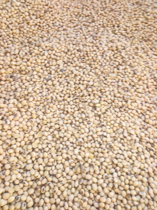 Soia de vânzare,  boabe