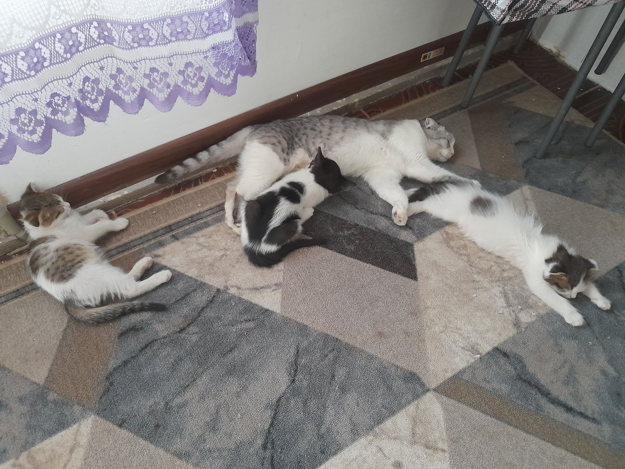 Бесплатно котята