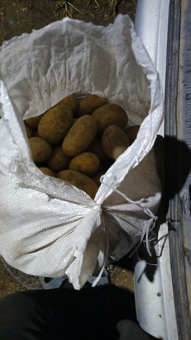 Картошка жёлтая лук на зиму