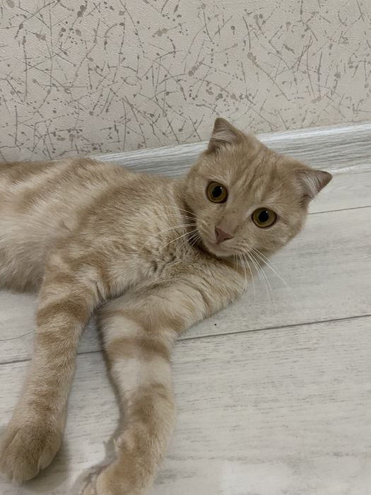 Шотландская вислоухи