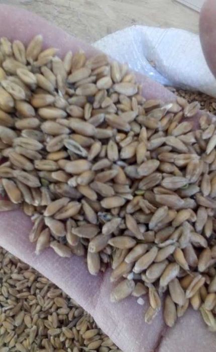 Бидай.Арпа, Кебек.  Пшеница, Ячмень. Отруби