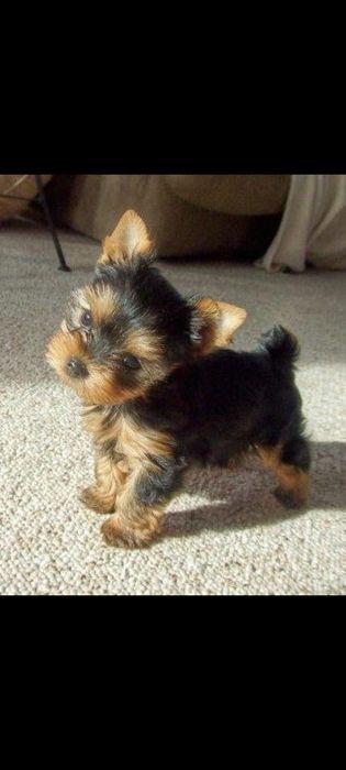 Yorkshire terrier talie mica