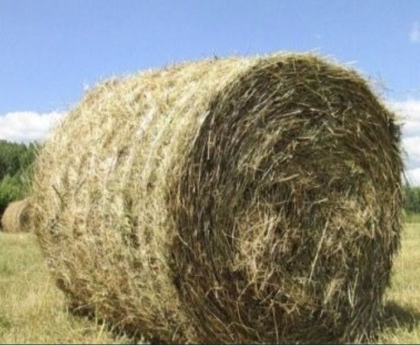 продам сено рулоны, квадратные тюки