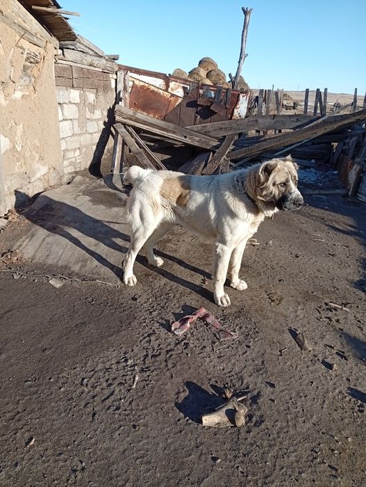 Продается среднеазиатская овчарка, Алабай тяж  Алатауский!
