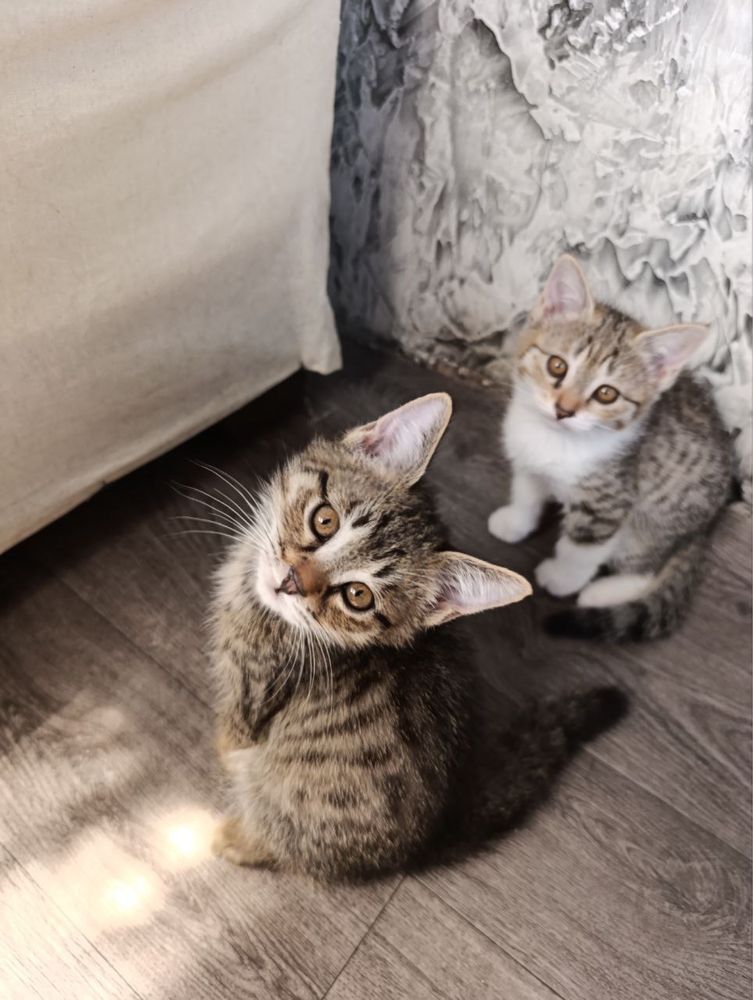 Mushuklar Bepul Бесплатно котята