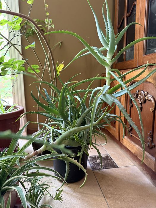 Продаю большие алоэ по 50.000 сум