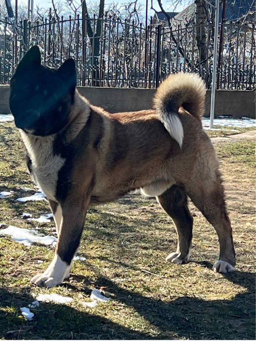 Akita American 4 luni