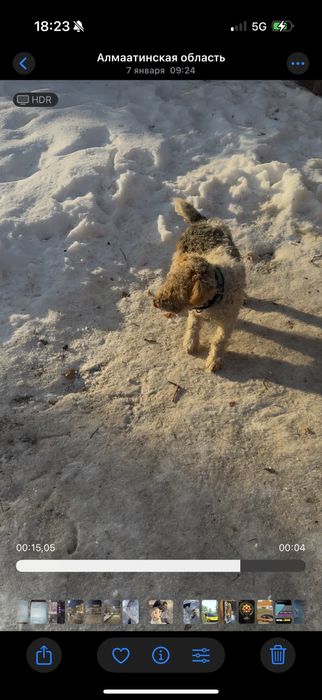 Пропала собака