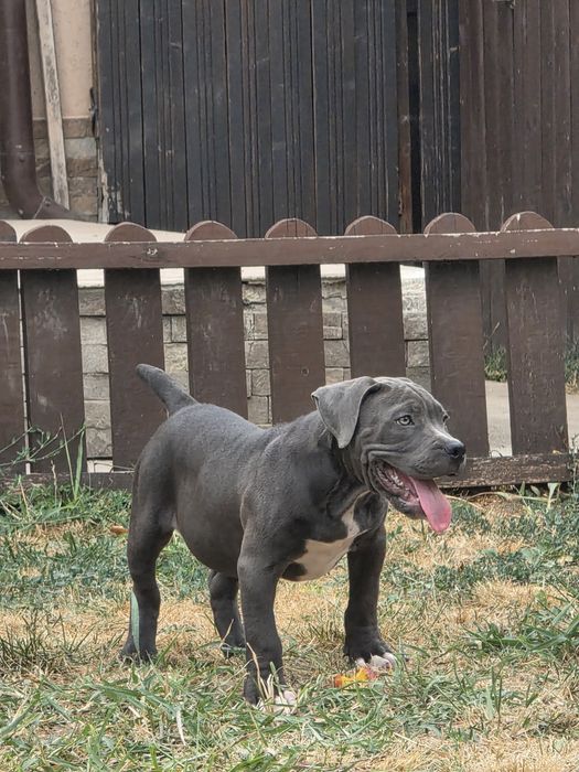 American Bully Pocket – 3 luni jumate, Bloodline de Top