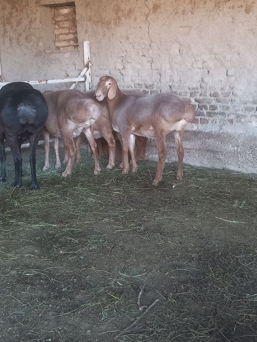 Арашан бугоз куй сотилади