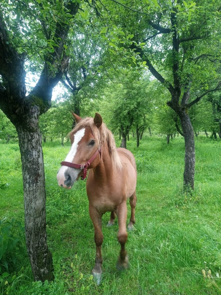 Vând iapa tanara