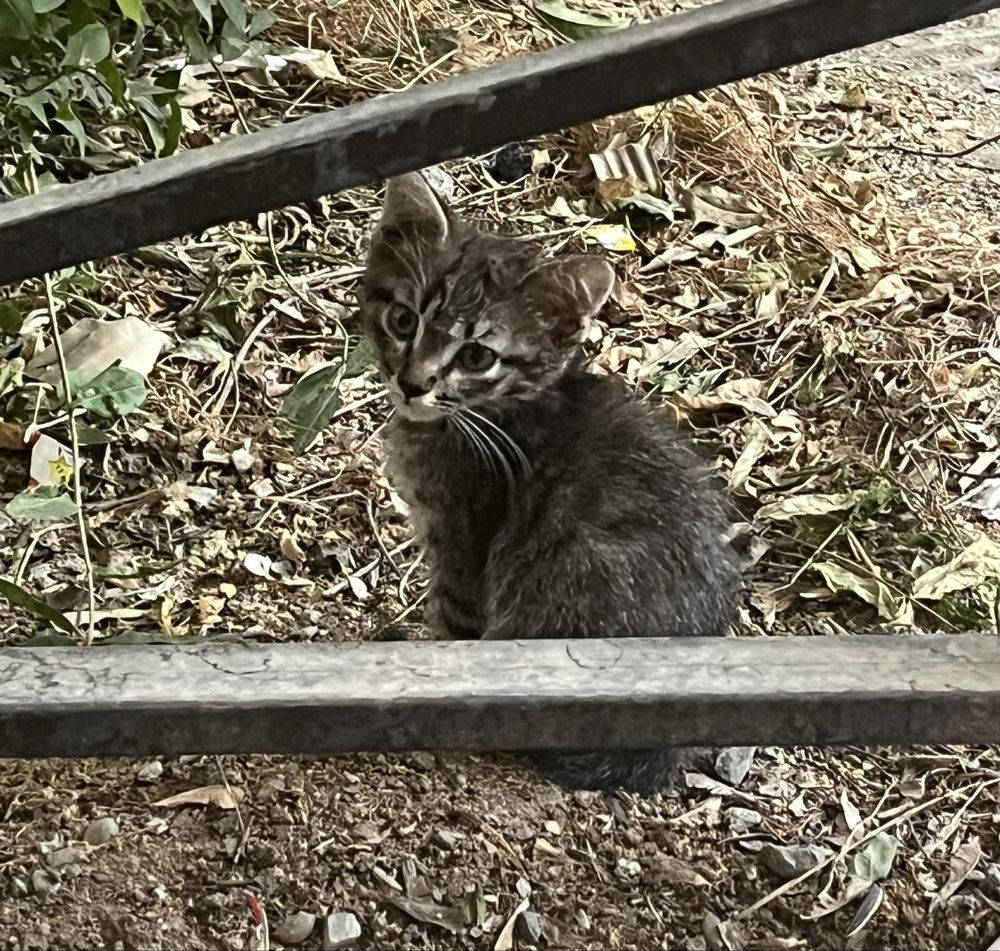Котенок Шымкент