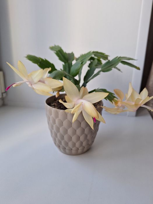 Декабрист (шлюмбергера)