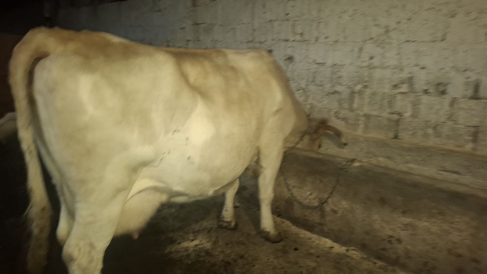 Vând vaca cu lapte
