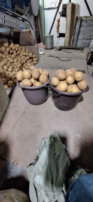 Продам дачный картофель 1 ведро ( 10 л ) 3000