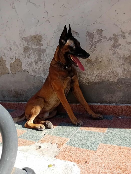 Белгииска овчарка Малиноа