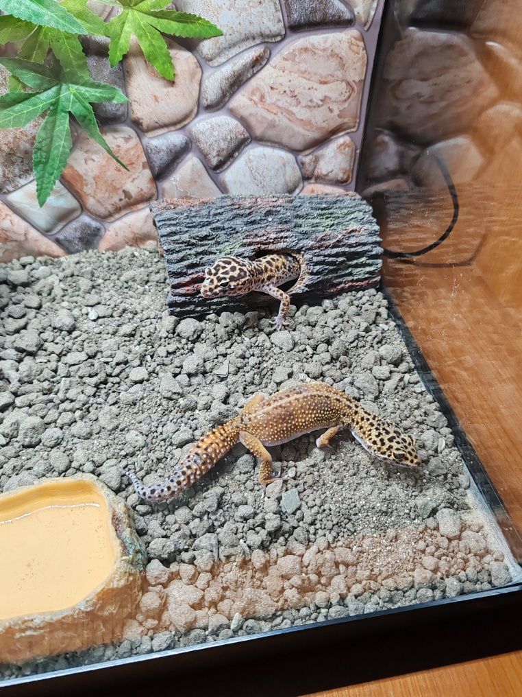 Șopârle Geko Leopard.