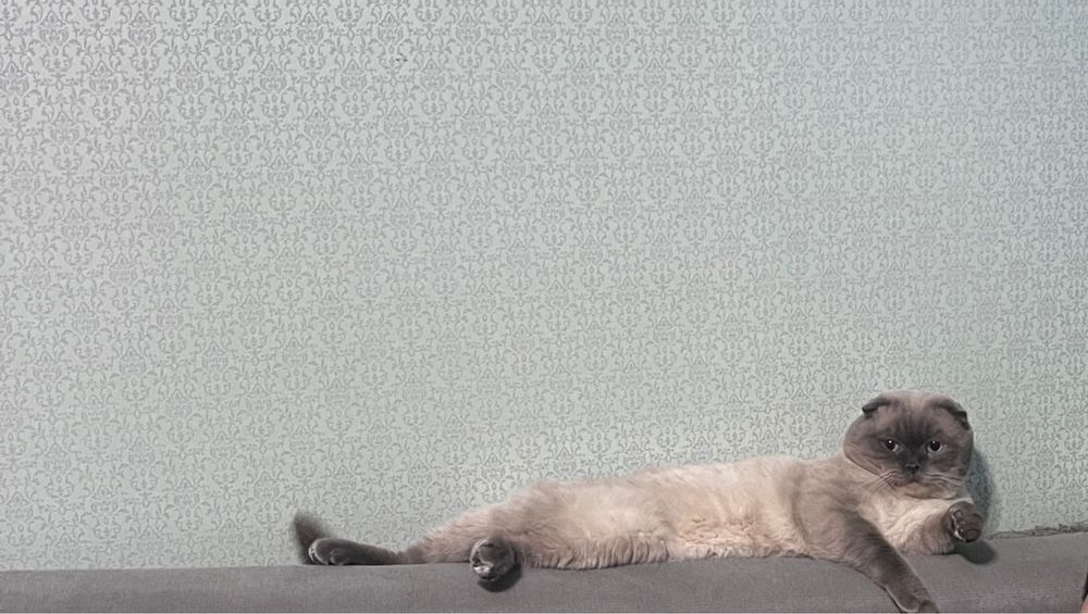 Кот ищет кошку для вязки