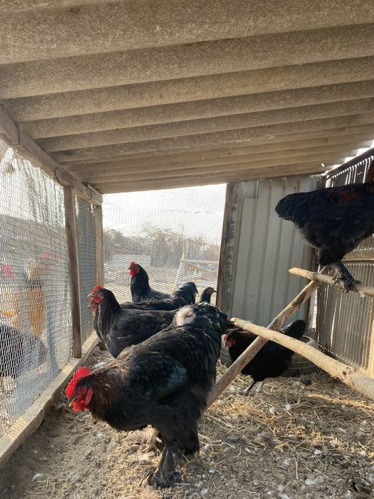 Брама черный цвет