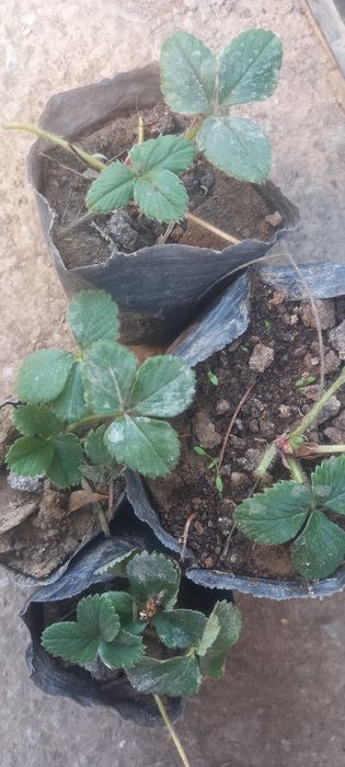 Qulpnay ko'chatlari bor