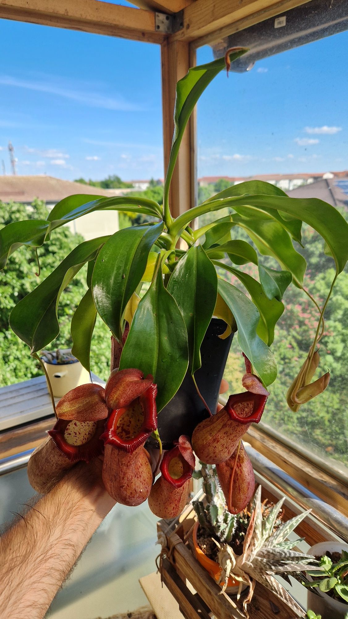 Plantă carnivoră nepenthes cupe mari