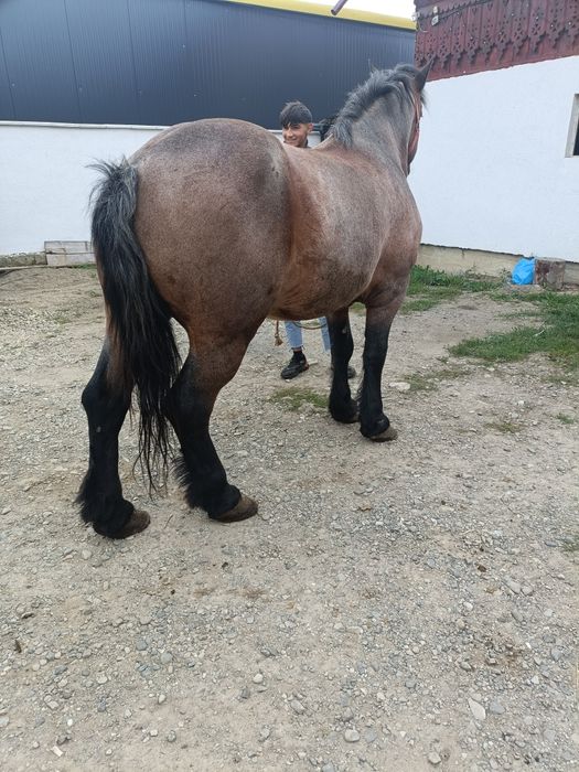 Vând cal de 8 ani