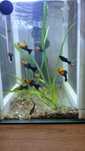 Pestisori speciali molly gold-black, gold, black, guppy ,xipho