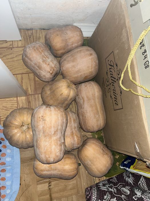 Продам тыква асқабақ сатамын огород шыққан