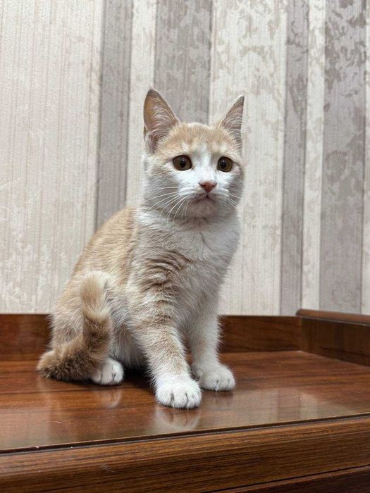 Mushuk bolasi (qiz bola) beriladi.